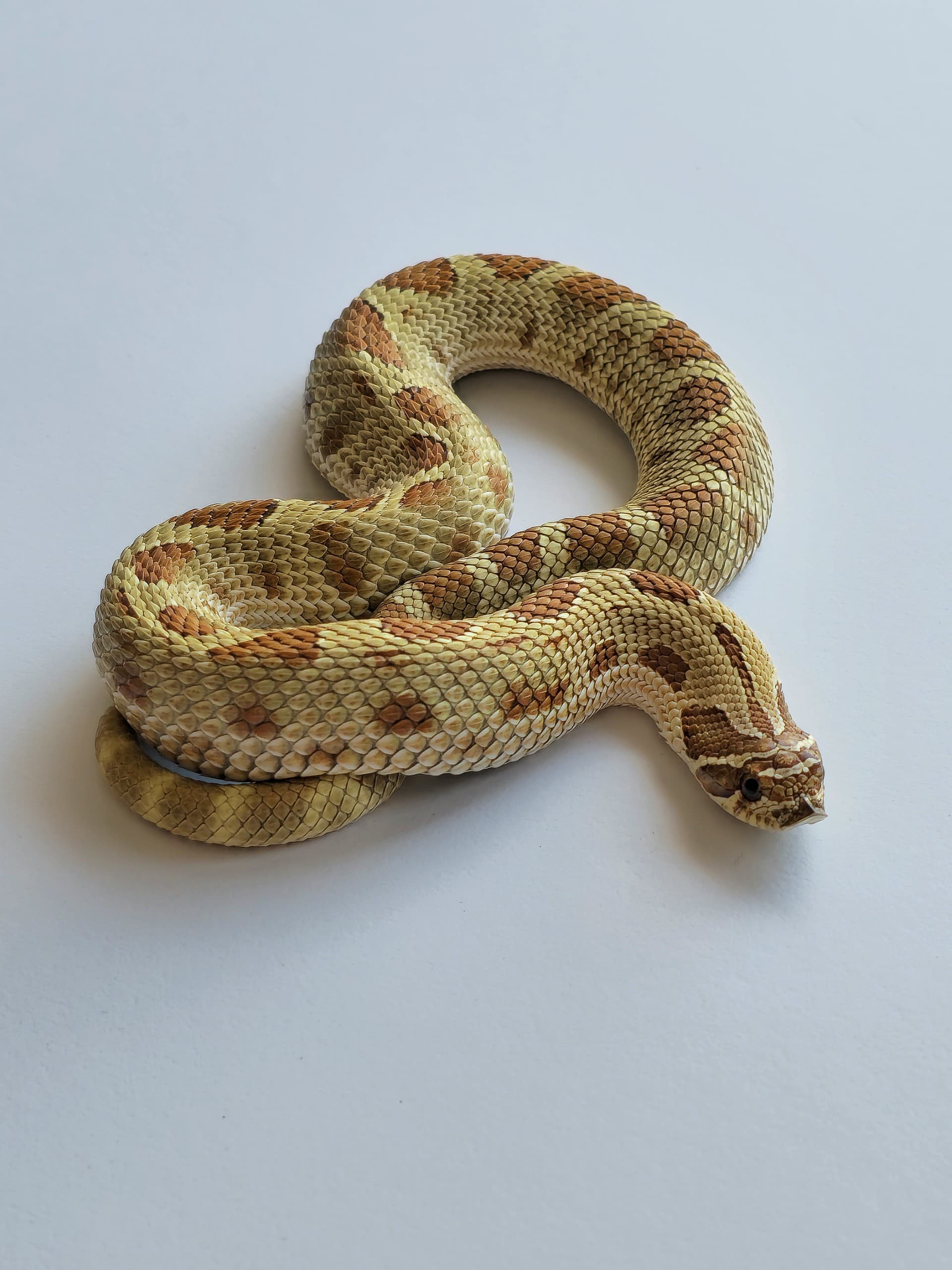 Kompendium Wiedzy: Heterodon Zachodni (Heterodon nasicus) - Opis gatunkowy