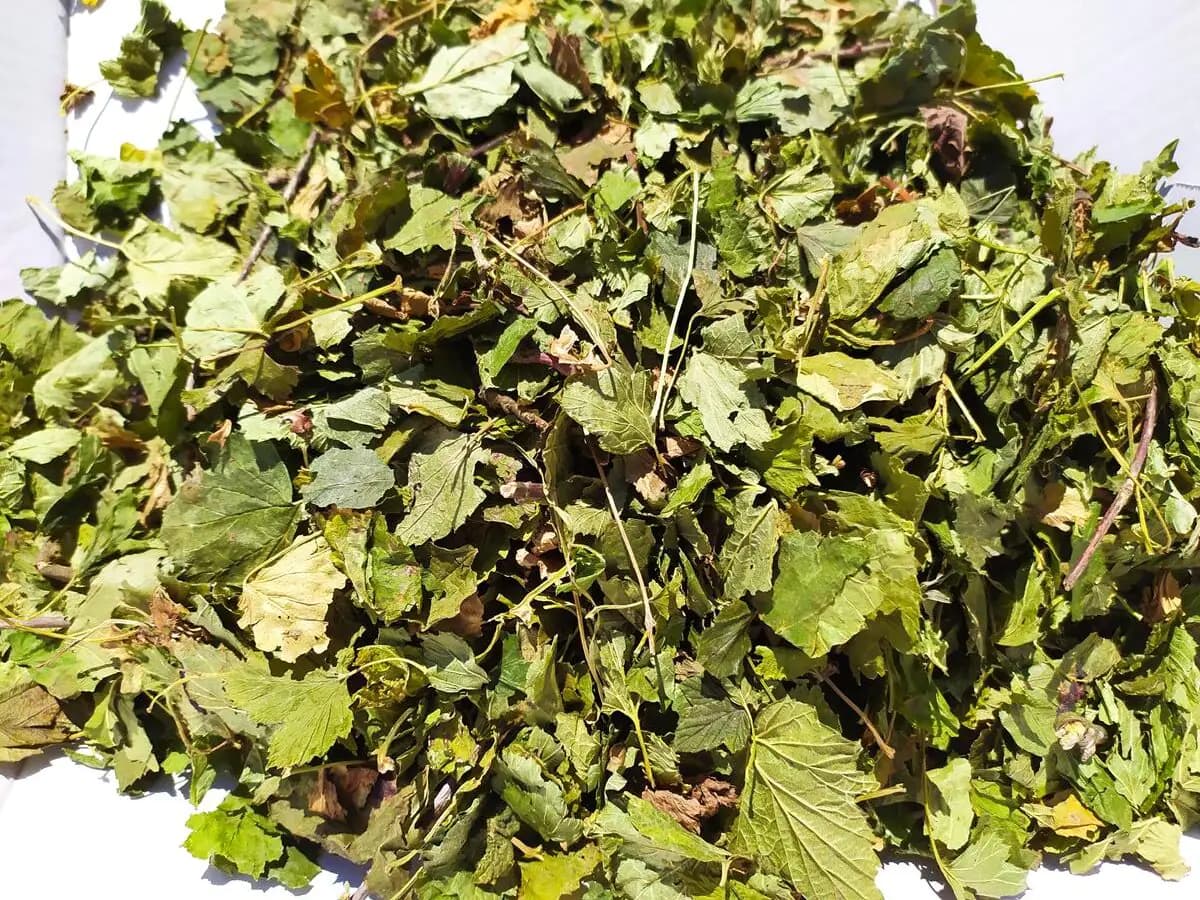 Liść czarnej porzeczki, 1 kg