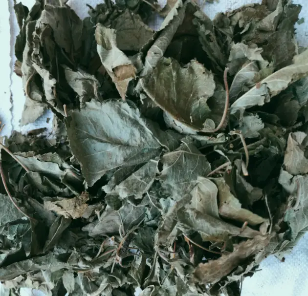 Liść jabłoni, 1 kg