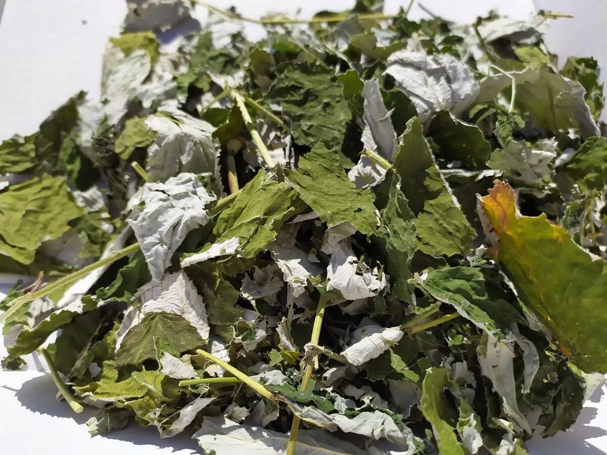 Liść maliny, 1 kg