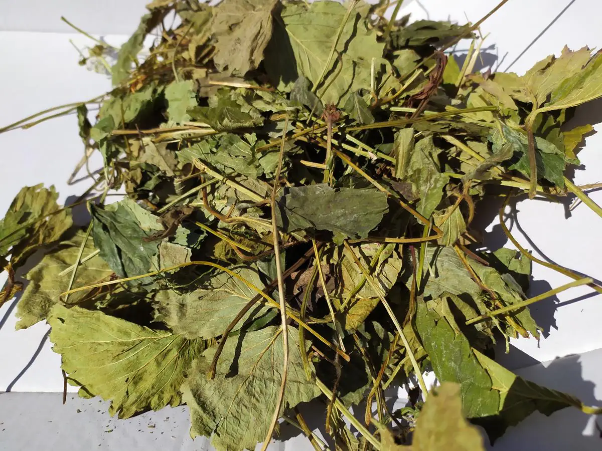 Liść truskawki, 1 kg