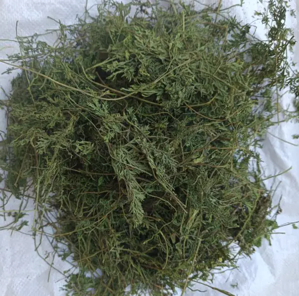 Natka marchewki - całe ziele, 2 kg