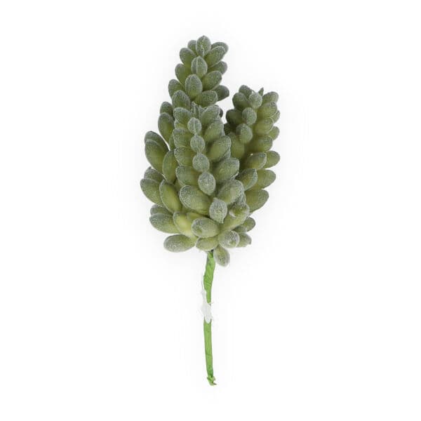 Sukulent na piku, grubosz 13cm