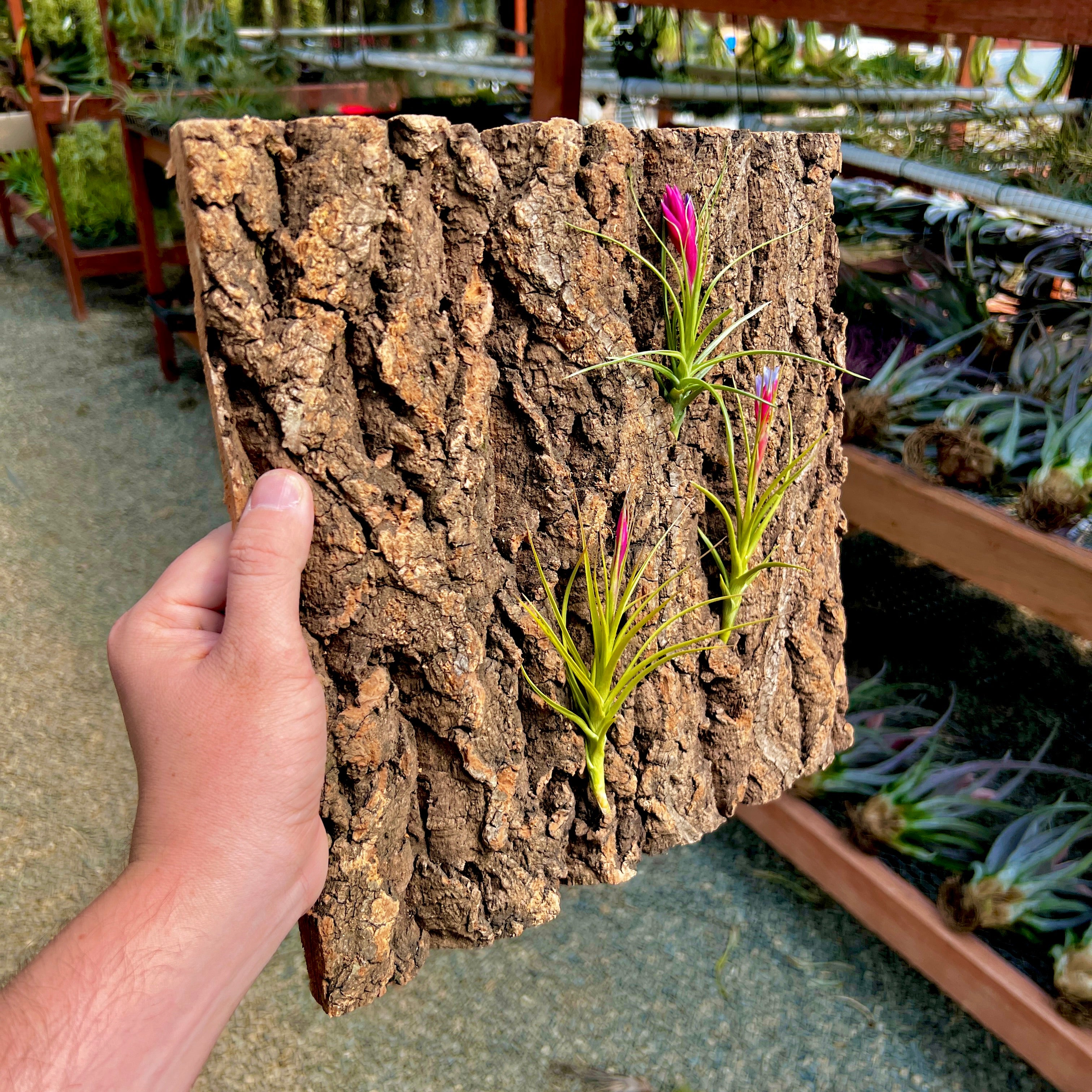 Produkt testowy -  Tło korkowe do terrarium 60x30cm